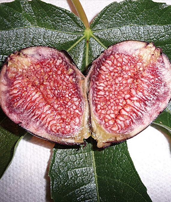 Fig, Violette de Bordeaux